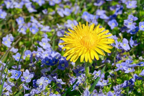 Close-up of dandelion and slender speedwell