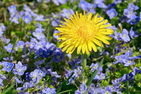 Close-up of dandelion and Slender speedwell
