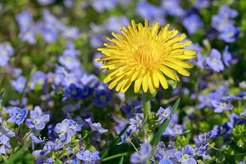 Close-up of dandelion and Slender speedwell
