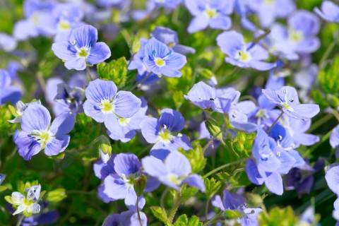 Close-up of Slender speedwell (Veronica filiformis)
