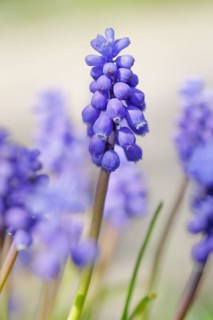 Close up of blue grape hyacinths