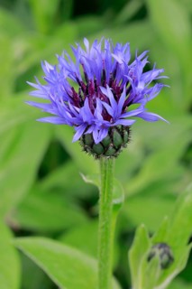 Close-up of a cornflower (Cyanus segetum)