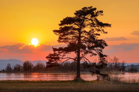 Large pine tree in the backlight at the lake of Zurich near Hurden in the canton Schwyz