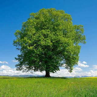 Solitary tree