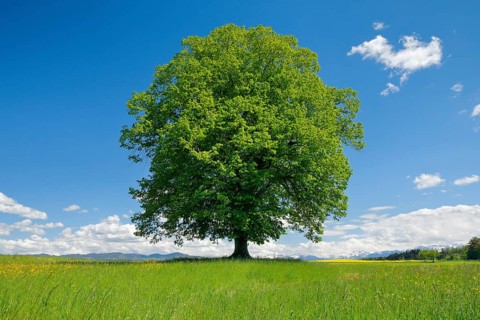 Solitary tree