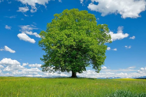 Solitary tree