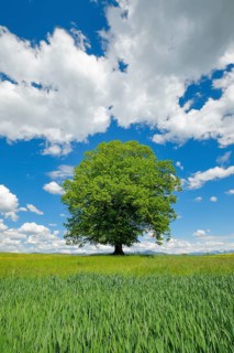 Solitary tree