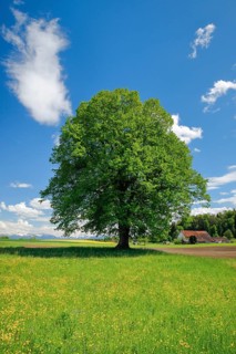 Solitary tree