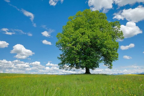 Solitary tree