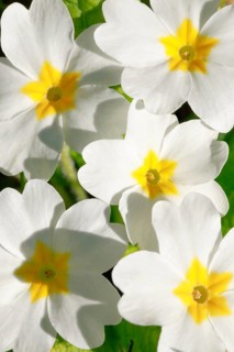 Close up of white primroses in spring