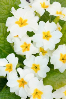 Close up of white primroses in spring