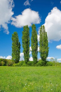 Four large poplars in green meadow under cloudy sky in sunshine