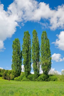 Four large poplars in green meadow under cloudy sky in sunshine