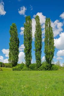 Four large poplars in green meadow under cloudy sky in sunshine