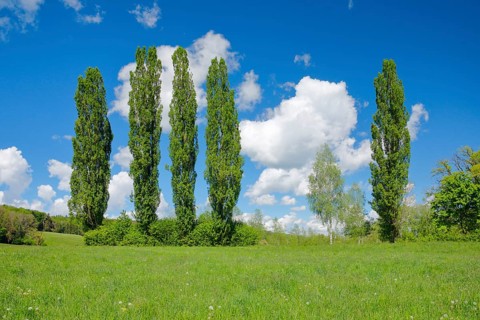 Five large poplars in green meadow under cloudy sky in sunshine