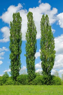 Three large poplars in green meadow under cloudy sky in sunshine