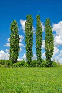 Four large poplars in green meadow under cloudy sky in sunshine