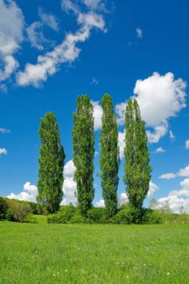 Four large poplars in green meadow under cloudy sky in sunshine
