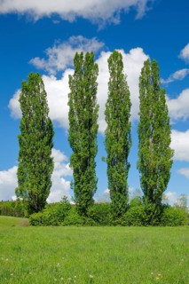 Four large poplars in green meadow under cloudy sky in sunshine