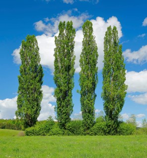 Four large poplars in green meadow under cloudy sky in sunshine