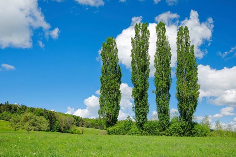 Four large poplars in green meadow under cloudy sky in sunshine