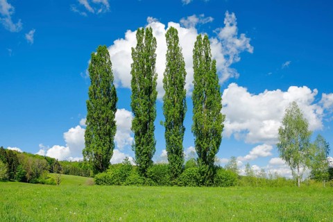 Four large poplars in green meadow under cloudy sky in sunshine
