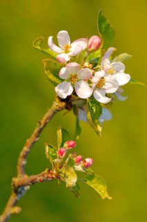 Close up of apple tree blossoms and buds in evening light