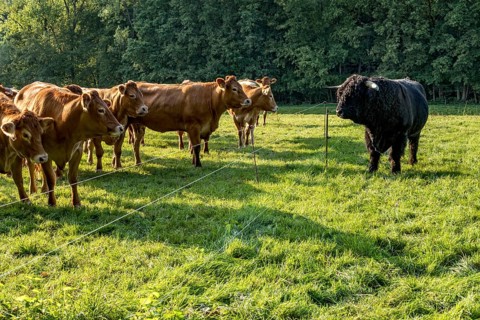 Cows