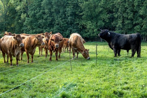 Cows