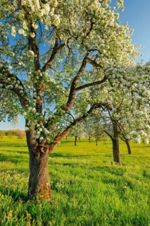 Blossoming pear trees in spring in evening light