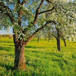 Blossoming pear trees in spring in evening light