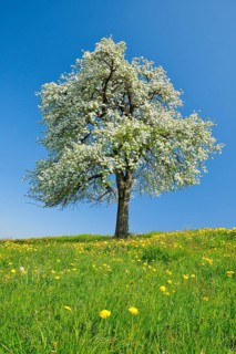 Alone flowering pear tree in spring in flowering meadow