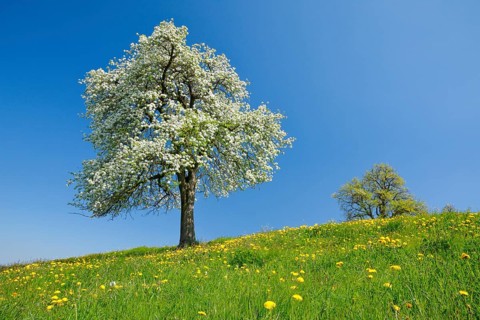 Alone flowering pear tree in spring in flowering meadow