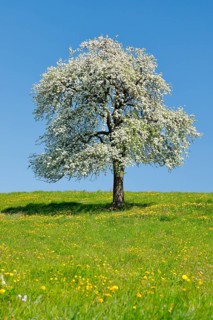 Alone flowering pear tree in spring in flowering meadow