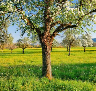 Blossoming pear trees in spring at evening light