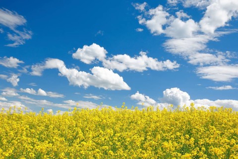 Rape field in bloom under blue sky