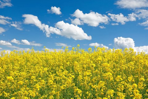 Rape field in bloom under blue sky
