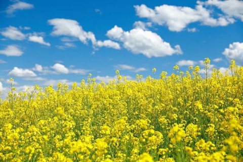 Rape field in bloom under blue sky