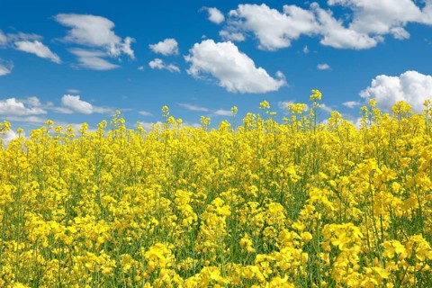 Rape field in bloom under blue sky