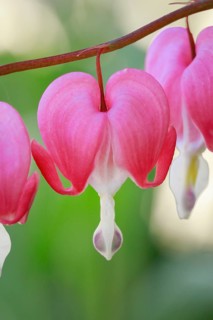 Close-up of the flower of the watering heart (Lamprocapnos spectabilis)