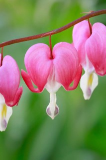 Close-up of the flower of the watering heart (Lamprocapnos spectabilis)