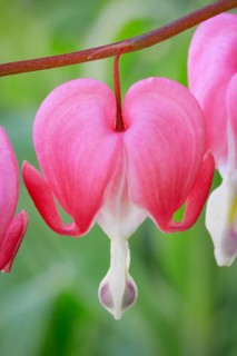 Close-up of the flower of the watering heart (Lamprocapnos spectabilis)