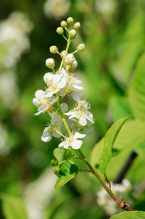 Close-up of flowers of the common weeping cherry in spring