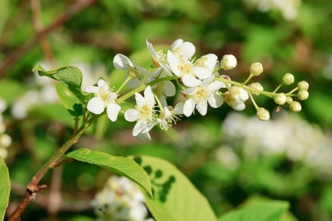Close-up of flowers of the common weeping cherry in spring