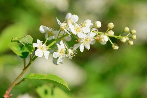 Close-up of flowers of the common weeping cherry in spring