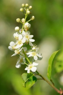 Close-up of flowers of the common weeping cherry in spring
