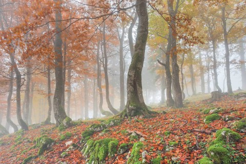 Autumn beech forest in fog