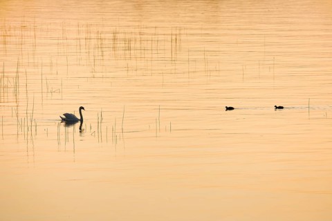 Mute swan (Cygnus olor)