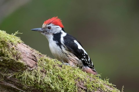 Middle spotted woodpecker (Dendrocopos medius)