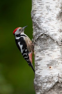 Middle spotted woodpecker (Dendrocopos medius)